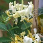 Honeysuckle, Lonicera Periclymenum (Scentsation) - Plant - HLP-943810