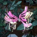Honeysuckle, Lonicera (Pink Lemonade) - Plant - HLL-349315