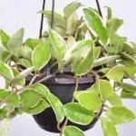Hoya carnosa variegated (hanging basket) - Plant - HCV-811173