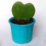 Hoya kerrii, Heart Leaf, Sweetheart Hoya - Succulent Plant - HKH-238619