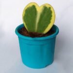 Hoya kerrii, Heart Leaf, Sweetheart Hoya (Variegated) - Succulent Plant - HKH-460447