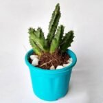 Huernia zebrina - Succulent Plant - HZS-989195