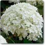 Hydrangea Arborescens, Smooth Hydrangea (White) - Plant - HAS-977222