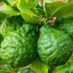 Idlimbu, Sour orange, Citrus aurantium - Plant - ISO-116000