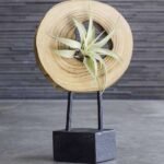 Illusion - Air Plant - IAP-963074