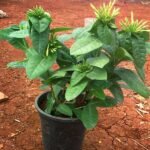 Ixora (Any Color) - Plant - ICP-411589