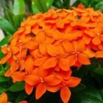 Ixora Long, Singapuri Ixora (Orange) - Plant - ILS-711877