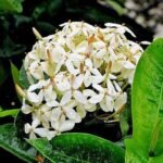 Ixora Long, Singapuri Ixora ( White ) - Plant - ILS-387456