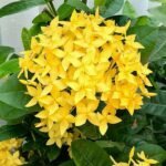 Ixora Long, Singapuri Ixora (Yellow) - Plant - ILS-445497