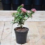 Ixora Mini Dwarf (Any Color) - Plant - IMD-441068
