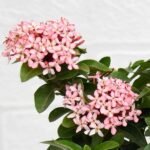 Ixora Mini Dwarf (Pink) - Plant - IMD-397513