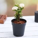 Ixora Mini Dwarf (White) - Plant - IMD-776920