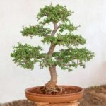 Jade Bonsai Formal Upright Style - Plant - JBF-948774