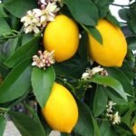Kagzi Nimboo, Lemon Tree - Plant - KNL-531525