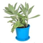 Kalanchoe beharensis roseleaf - Succulent Plant - KBR-528377