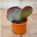 Kalanchoe Flapjack, Poplet - Succulent Plant - KFP-272111