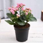 Kalanchoe (light Pink) - Plant - KPP-591187