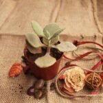 Kalanchoe millotii - Succulent Plant - KMS-580967