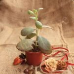Kalanchoe Pumila Silver Grey - Succulent Plant - KPS-578486