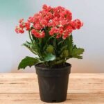 Kalanchoe (Red) - Plant - KP-617145
