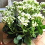 Kalanchoe (White) - Plant - KP-532173