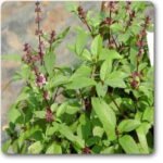 Kapoor Tulsi Plant, Blue Basil, Ocimum kilimandscharicum (Green) - Plant - KTP-627317