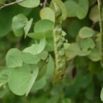 Katmauli, Bidi Leaf Tree, Apta - Plant - KBL-905152