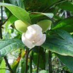 Kavati Chafa, Magnolia liliifera - Plant - KCM-630107
