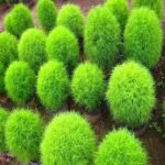 Kochia Plant, Burning Bush - Plant - KPB-326229