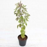 Krishna Tulsi Plant, Holy Basil, Ocimum tenuiflorum (Black) - Plant - KTP-429528