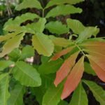 Kusum Tree, Ceylon Oak - Plant - KTC-441933