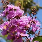 Lagerstroemia Speciosa, Pride of India, Taman - Plant - LSP-493611