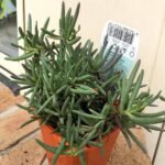 Lampranthus - Succulent Plant - LSP-522958