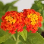 Lantana camara (Red, Haldi Kumkum) - Plant - LCH-525013