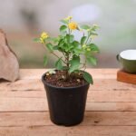Lantana camara (Yellow) - Plant - LCP-245642