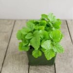 Lemon Balm - Plant - LBP-844719