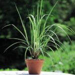 Lemon Grass - Plant - LGP-378761