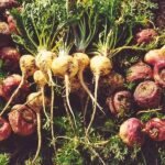 Lepidium Meyenii, Maca - Plant - LMM-736092