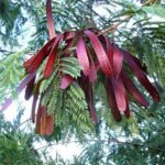 Leucaena Leucocephala, Subabool - Plant - LLS-642181