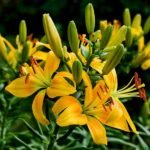 Lilium ( Mix Color ) - Plant - LMC-387117