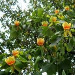 Liriodendron, Tulip Tree, Tulip Poplar - Plant - LTT-353785