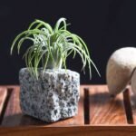 Living Granite - Air Plant - LGA-644544