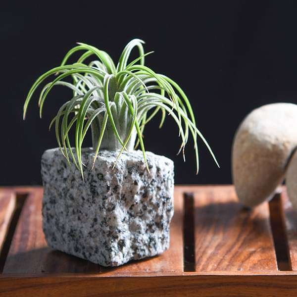 gog-plants-living-granite-air-plant-16969007825036.jpg