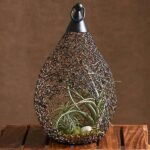 Living Lantern - Air Plant - LLA-468004