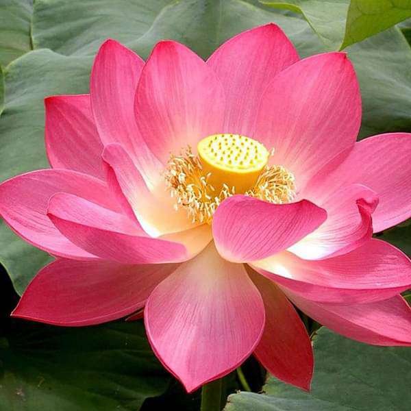 gog-plants-lotus-nelumbo-nucifera-pink-plant-16969009234060.jpg