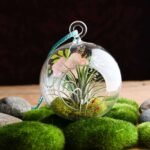Loving Touch - Air Plant - LTA-570836