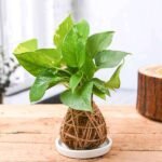 Low Maintenance Money Plant Kokedama with Ceramic Plate - LMM-698693