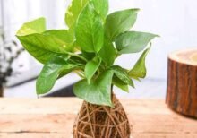 Low Maintenance Money Plant Kokedama with Ceramic Plate - LMM-698693