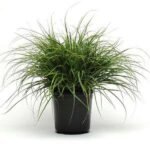 Lucius Luzula Grass - Plant - LLG-155372