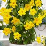 Mandevilla (Yellow) - Plant - MP-495236